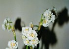 020201 17 narcis zij schaduw
